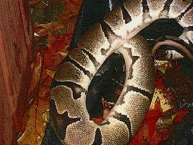 ΗΠΑ: Νεαρός έδειρε τη φίλη του με… πύθωνα!