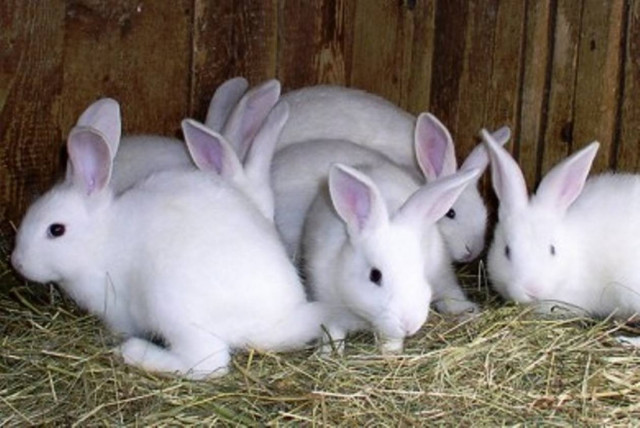 Ρέθυμνο: Τους «έφαγαν» τα κουνέλια!