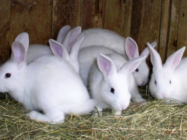 Στόχος των κλεφτών... τα κουνέλια!