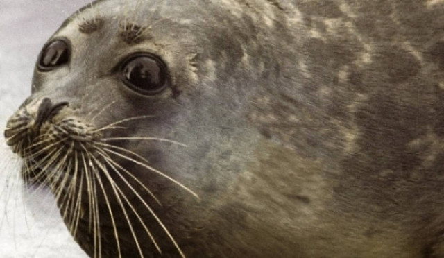 Απίστευτο! Αρκτικές φώκιες-κομάντος!