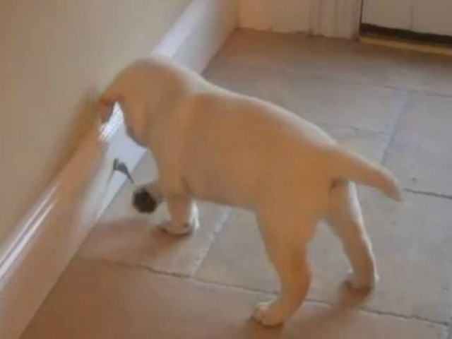 Βίντεο: Αξιολάτρευτο μωρό λαμπραντόρ τα βάζει με το στοπ της πόρτας