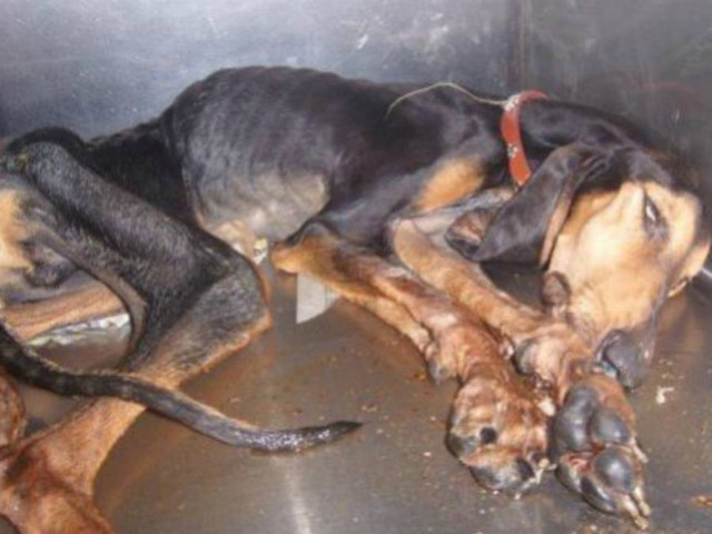 Στο αστυνομικό τμήμα επειδή κακομεταχειριζόταν το σκύλο του