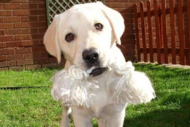 Γιατί οι σκύλοι βαριούνται τα παιχνίδια τους;