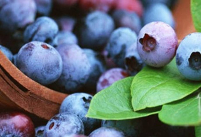 Αγρότες στην Ήπειρο δοκιμάζουν την τύχη τους στις νέες καλλιέργειες