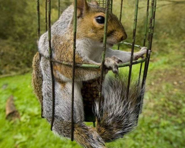 Η απληστία οδήγησε αυτό το σκιουράκι στη «φάκα» (pics)