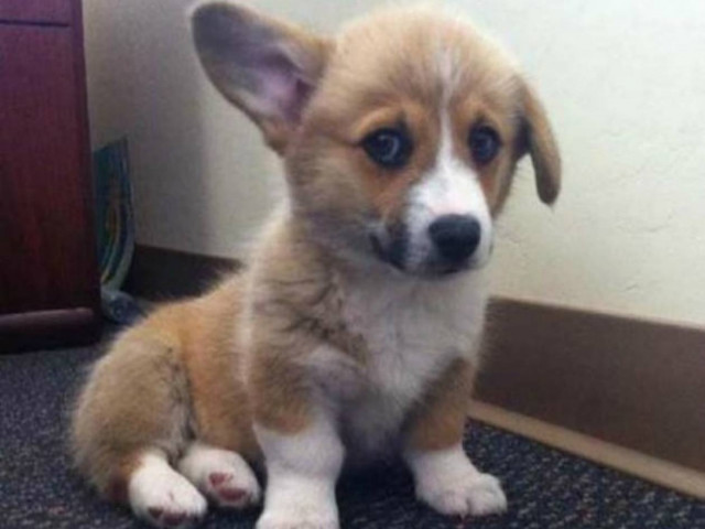 Σκυλάκια με βλέμμα γεμάτο ενοχή