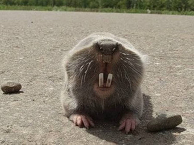 Γιατί οι τυφλοπόντικες δεν παθαίνουν ποτέ καρκίνο