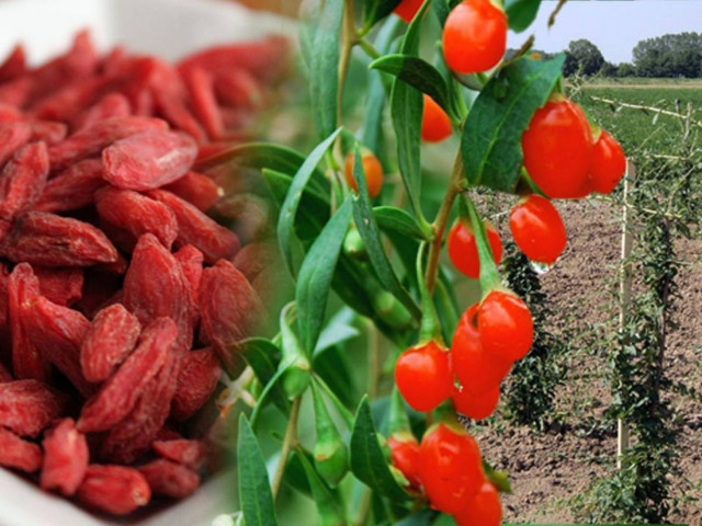 Το ελληνικό Γκότζι κατακτά τον κόσμο