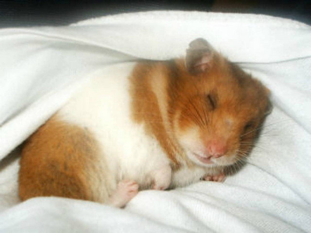 Απίστευτο:Χάμστερ κατάπιε μαγνήτη και κόλλησε στο ταβάνι του κλουβιού