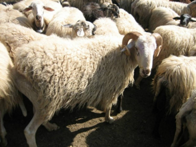 ΣΟΚ στον Πύργο: Κριάρι σκότωσε το αφεντικό του