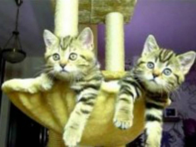 Το πιο αστείο βίντεο με γατάκια που έχετε δει