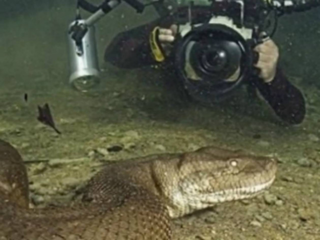 ΑΝΑΤΡΙΧΙΑΣΤΙΚΕΣ ΕΙΚΟΝΕΣ: Φωτογράφησε το μεγαλύτερο ανακόντα του κόσμου