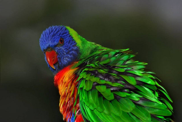 Βίντεο: Δείτε τι προσποιείται ένας παπαγάλος!