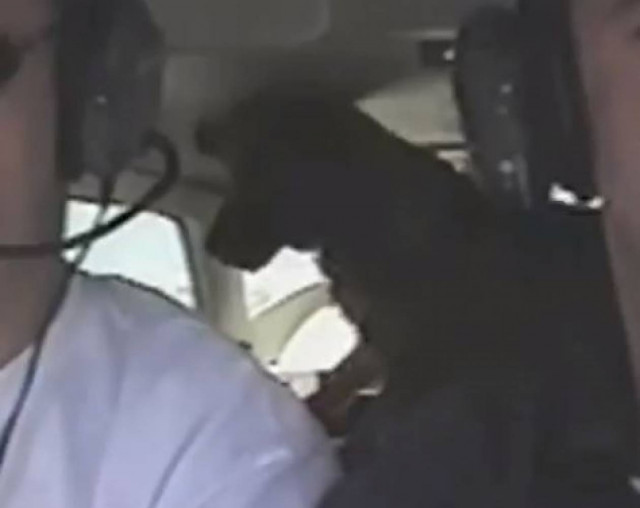 Βίντεο: Ο σκύλος που αψηφά την βαρύτητα