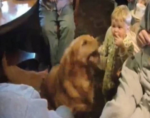 Βίντεο: Μωρά vs σκύλων