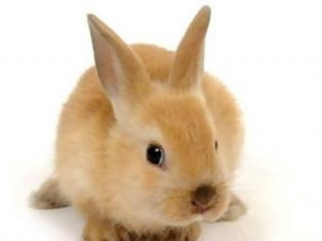 Ανέκδοτο: Οι αστυνομικοί και το κουνέλι