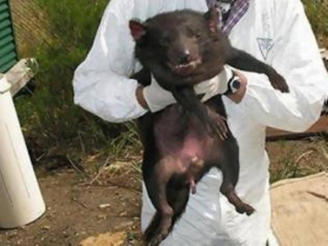 Αγώνας για να διασωθούν οι δαίμονες της Τασμανίας