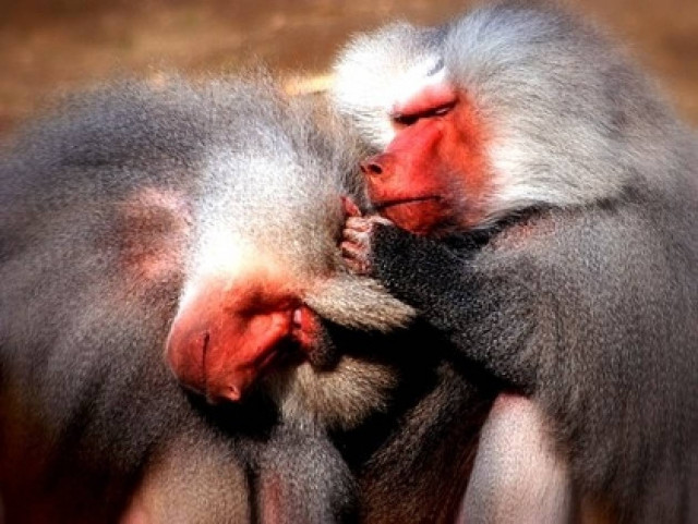 Bίντεο-Απίστευτο! Μπαμπουίνοι πήδηξαν σε αυτοκίνητο και δείτε γιατί...