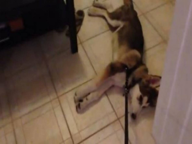 Βίντεο: Ο πιο... «απάλευτος» σκύλος που κατέκτησε το Διαδίκτυο!