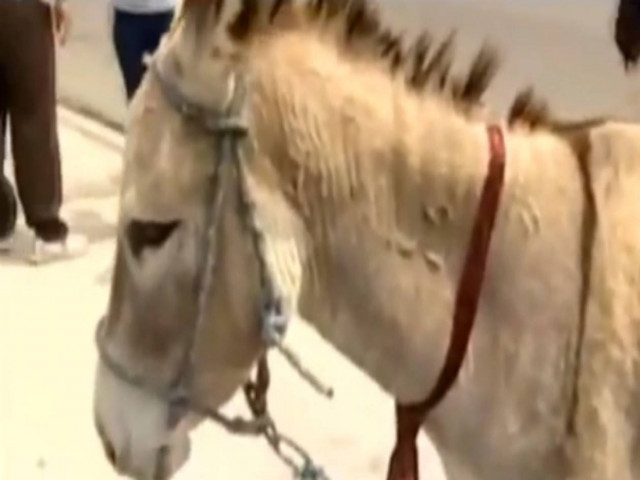 Απίστευτο: Κατέβασαν υποψήφιο σε προεδρικές εκλογές... έναν γάιδαρο!