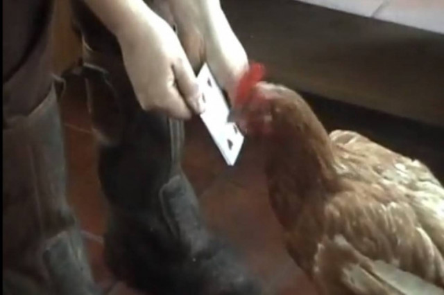 «Άσος» στα μαθηματικά η κότα (βίντεο)