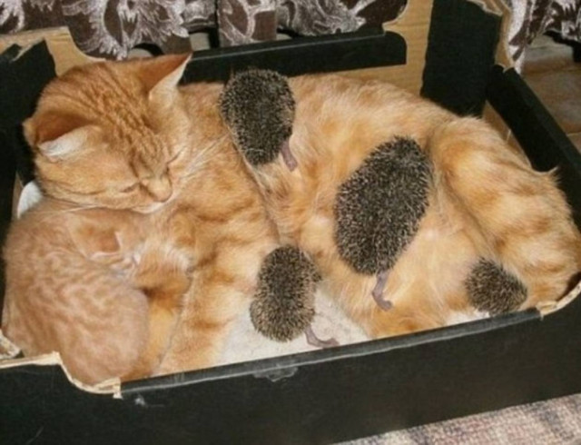 Γάτα μεγαλώνει τέσσερα σκαντζοχοιράκια!(pics)