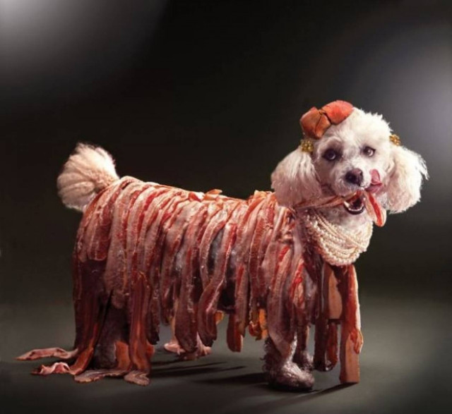 Σκυλάκι «LADY GAGA» ποζάρει για ημερολόγιο! (pics)