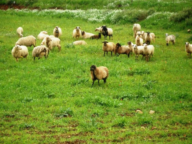 Μένουν χωρίς βοσκότοπους οι κτηνοτρόφοι της Ξάνθης!
