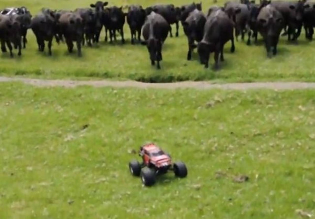 Βίντεο: Βενζινοκίνητο εναντίον Αγελάδων