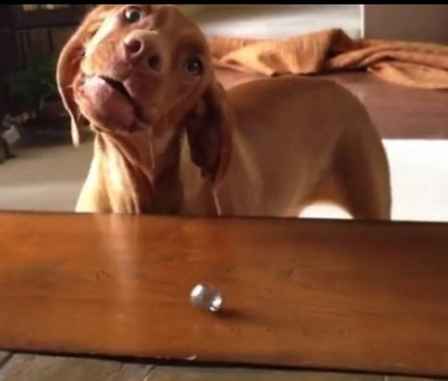 Βίντεο: Ο σκύλος έχει πρόβλημα με τη δέσμευση...