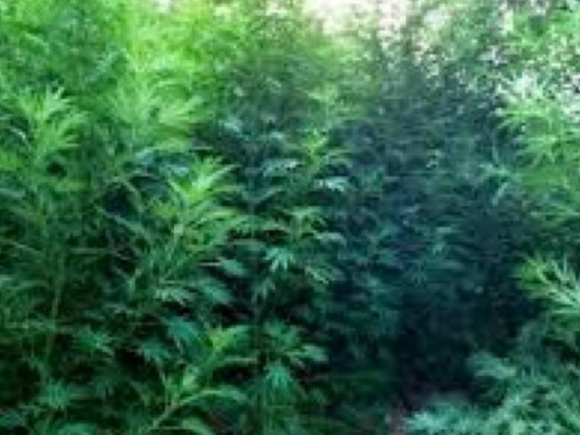 Κρήτη: «Πρωταθλήτρια» στην κατάσχεση δενδρυλλίων κάνναβης