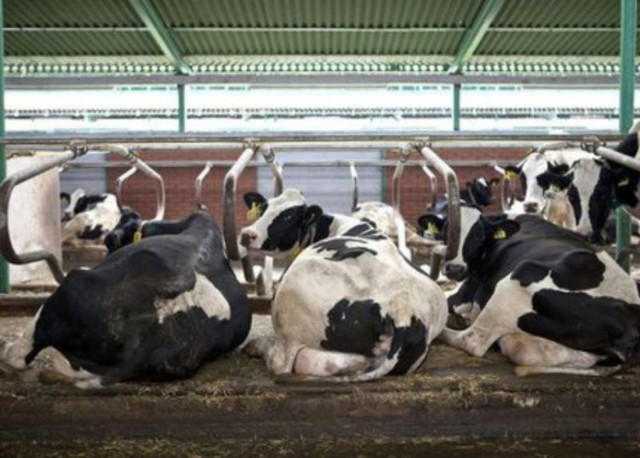 Δε φοβούνται πια τη νόσο των «τρελών αγελάδων»