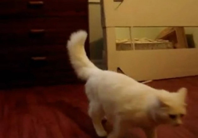 Βίντεο: Η γάτα δεν τα κατάφερε...