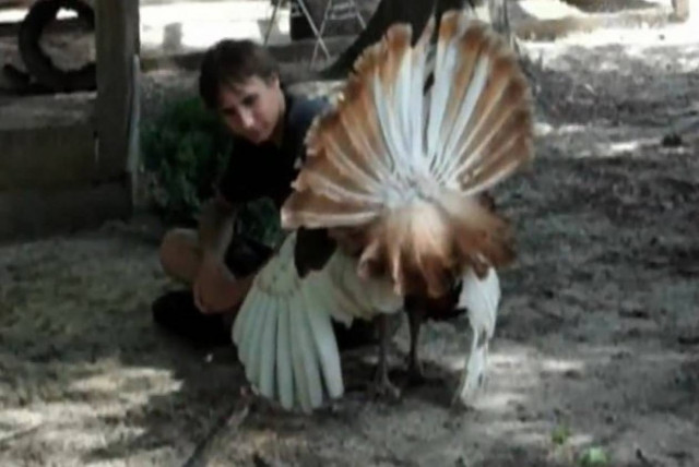 Βίντεο: Έφαγε... χαστούκι από την γαλοπούλα!