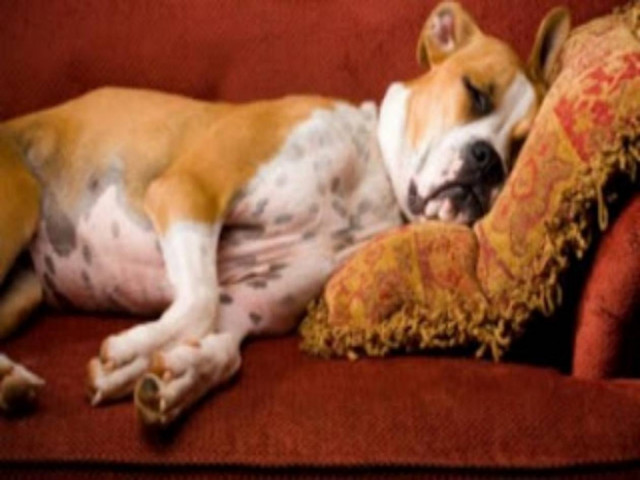 Χωρίζουν τους άντρες τους για τα κατοικίδιά τους