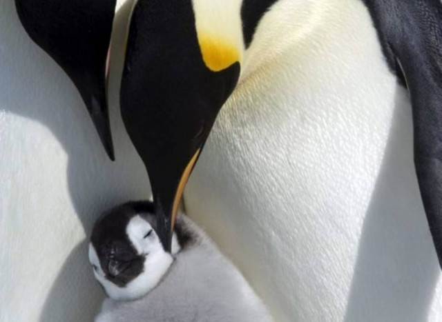Αξιολάτρευτες πόζες πιγκουίνων από την Ανταρκτική!(pics)
