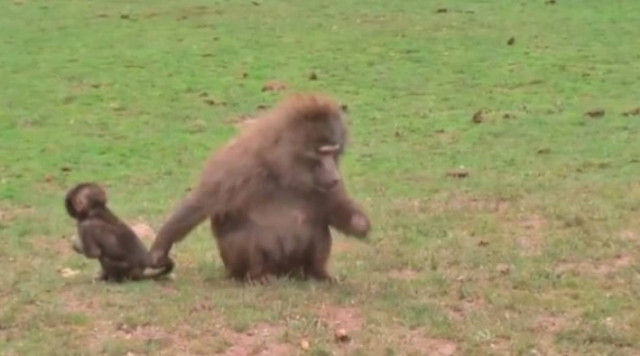 Βίντεο: Μετά να μην παραπονιέσαι για τη μαμά σου...