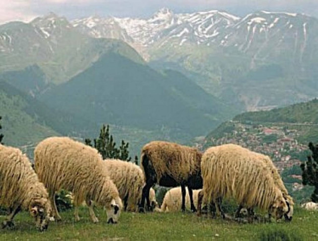 Τούρκοι αγοράζουν ολόκληρα κοπάδια από την 'Ηπειρο