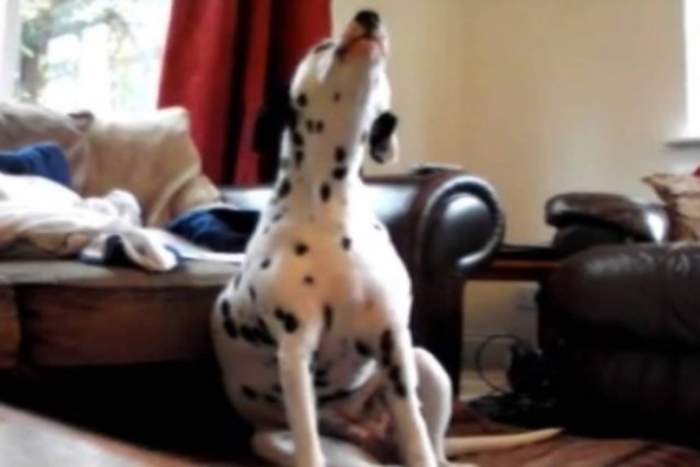 Βίντεο: Ποιος είπε ότι τα σκυλιά δεν έχουν ωραία φωνή;