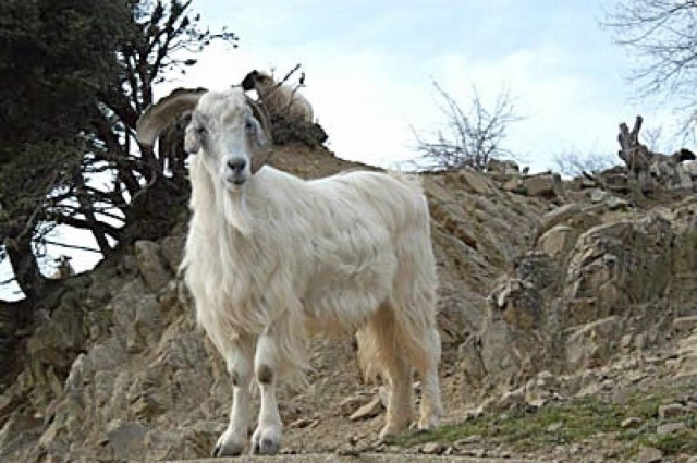 56χρονος πυροβόλησε μία κατσίκα!