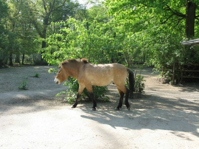 100.000 Γερμανοί κάνουν σεξ με τα κατοικίδια τους!