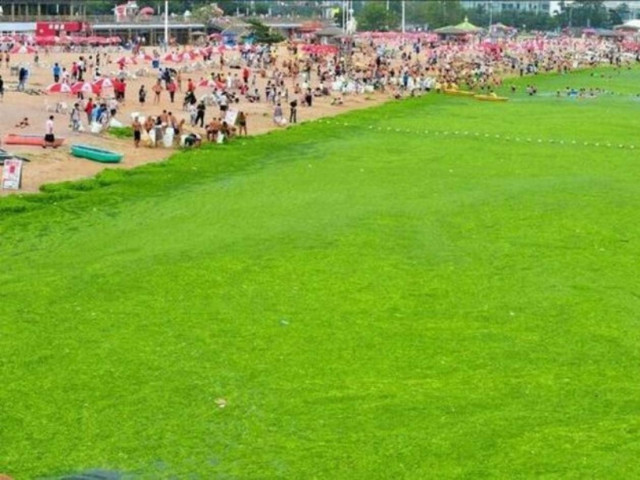 Απίστευτο: Πράσινη παραλία στην Κίνα (pics)