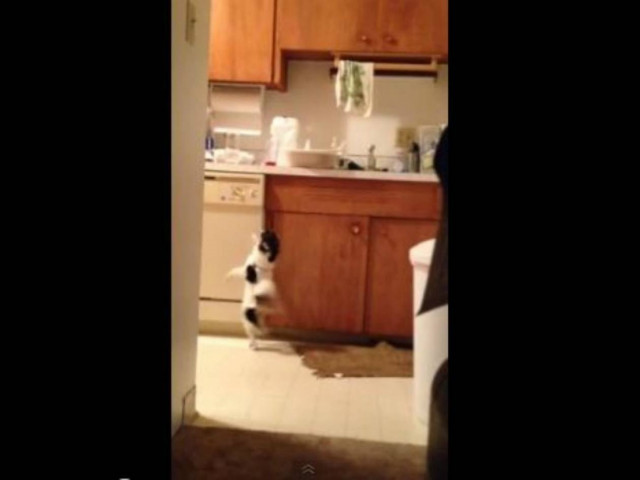 Απίθανο βίντεο: Τσιουάουα χορεύει σάλσα για λίγο φαγητό!