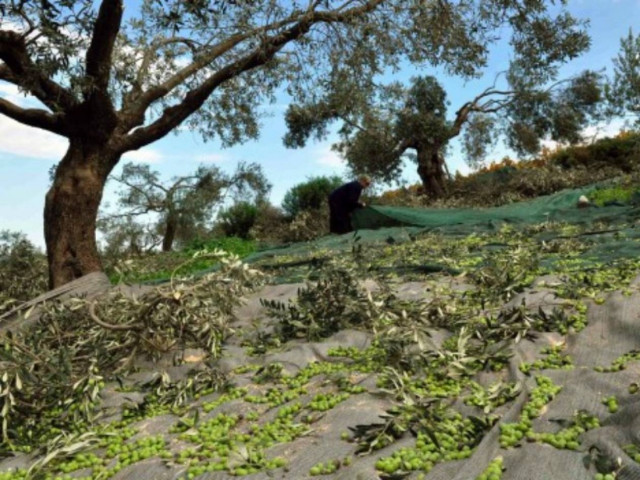 Εύβοια: Έπαθαν ΣΟΚ με αυτό που είδαν όταν πήγαν να μαζέψουν ελιές!