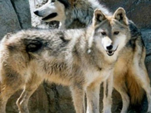 Βίντεο: Αγέλη λύκων κατασπάραξε κοπάδι κτηνοτρόφου