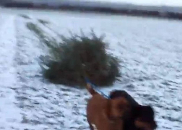 Βίντεο: Τα  σκυλιά φέρνουν το Χριστουγεννιάτικο δέντρο στο σπίτι