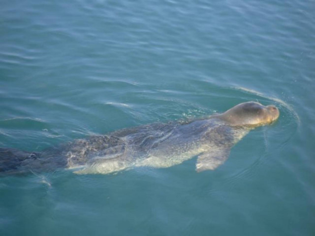 Η φώκια που... αναστάτωσε το Αχλάδι (pics)
