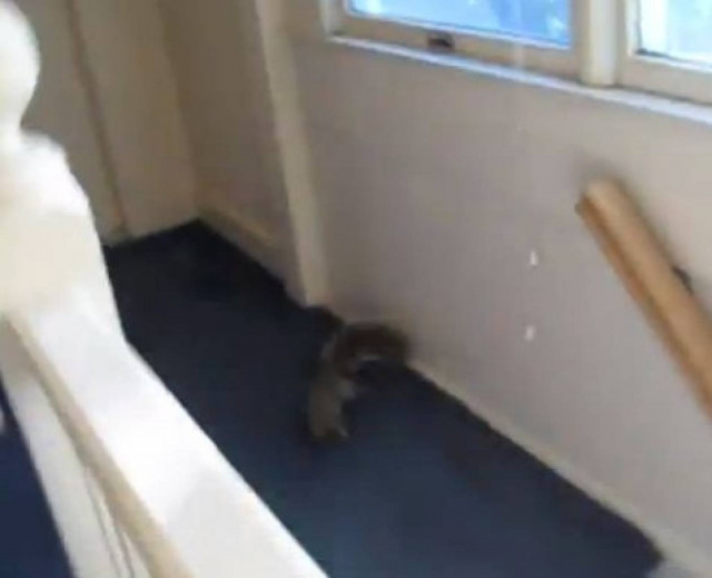 Bίντεο: Η καταδίωξη του σκίουρου