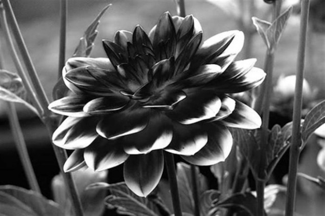 Το μυστικό του χρώματος της μαύρης ντάλιας