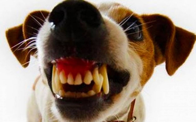 Τσουχτερές κλήσεις σε σκύλους που γαυγίζουν συνέχεια!